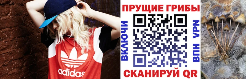 дарк нет формула blacksprut сайт Ярцево Галлюциногенные грибы Cubensis